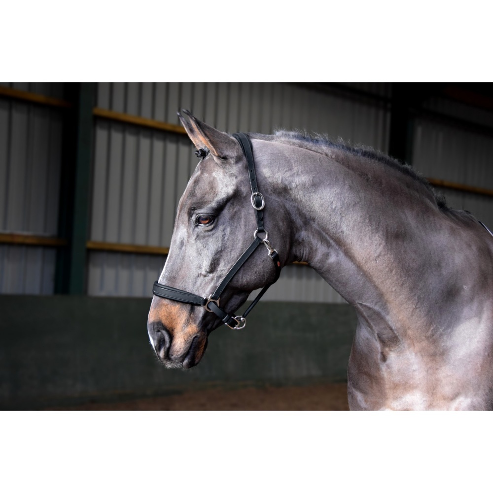 Whitaker Ready to Ride Leather Headcollar